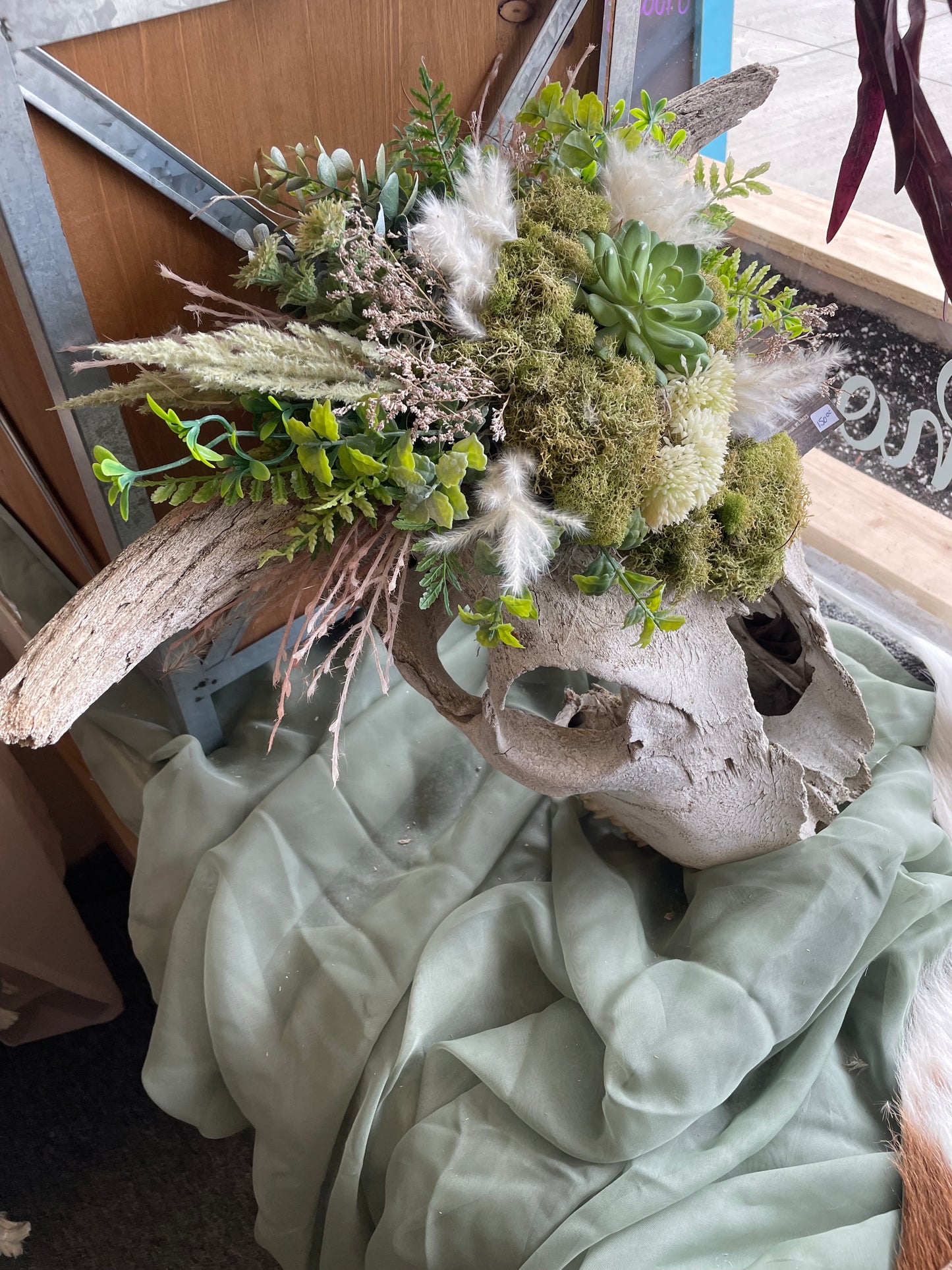 Old Man Cow Skull