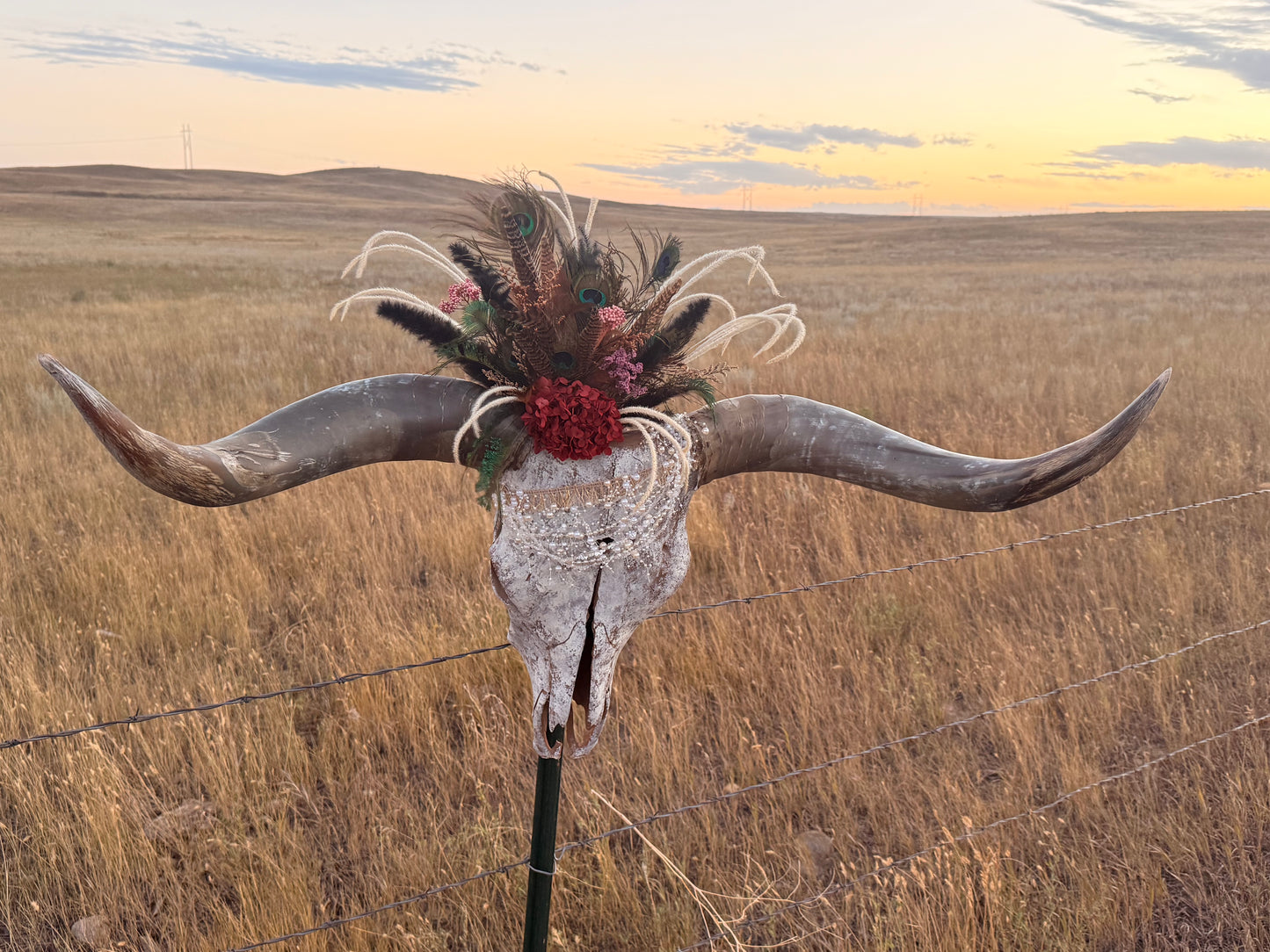 Decorated Longhorn Skull Wall Decor | Peacock Feather Cow Skull | Western Boho Wall Art | Rustic Ranch Decor | One of a Kind Skull